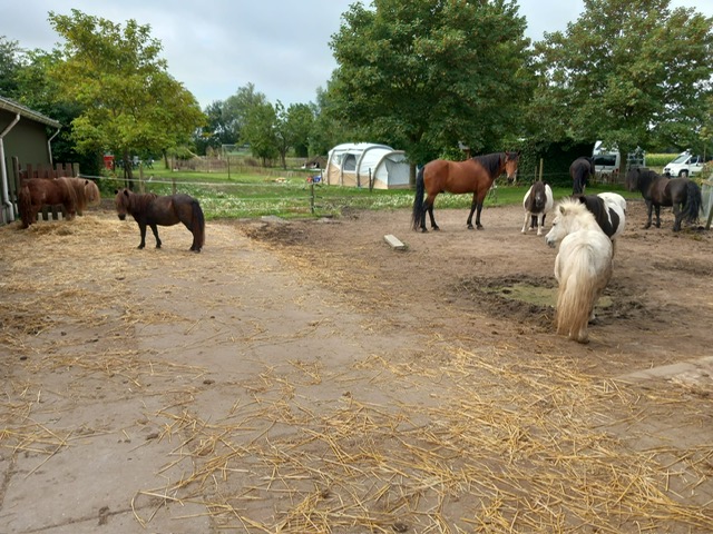 pony